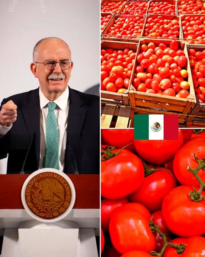 6 DE CADA 10 TOMATES SON MEXICANOS