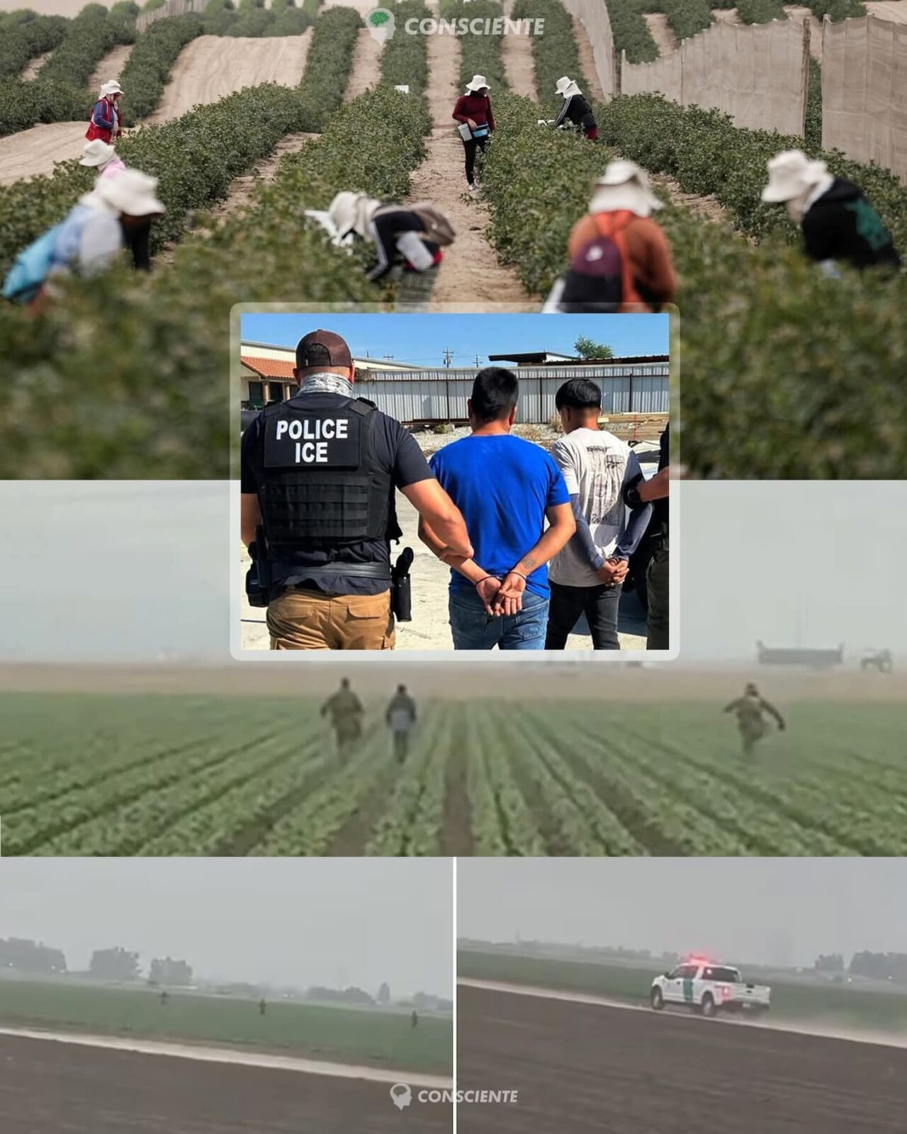 Redadas migratorias ahora llegan al campo de California: trabajadores perseguidos entre cultivos.