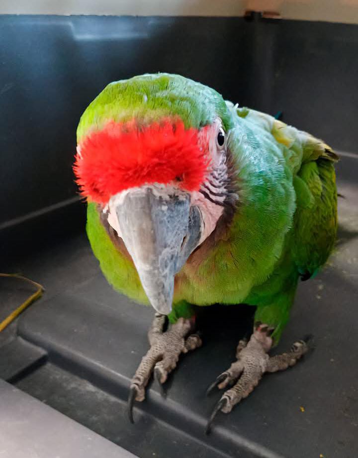 🚨🦜 LA PROFEPA RESCATAN A PERICOS Y GUACAMAYA EN DURANGO
