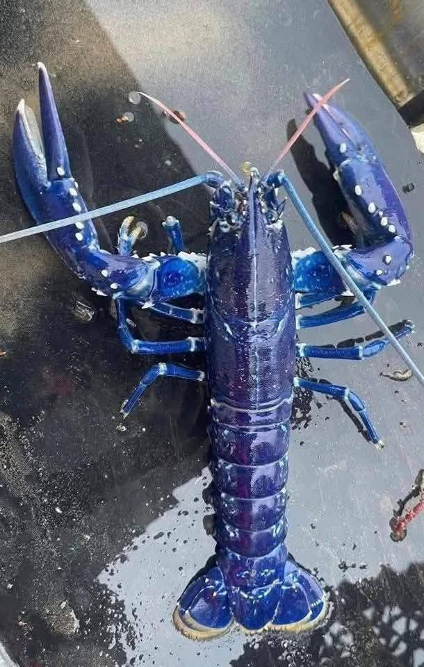 !!UN HALLAZGO DE 1 EN UN MILLÓN.!! LANGOSTA AZUL