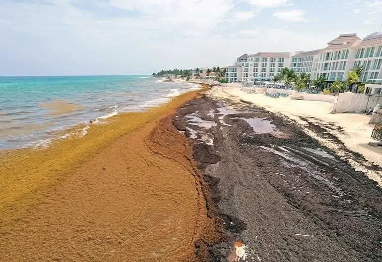 Pronostican que julio tendrá mayor arribo de sargazo en el Caribe mexicano