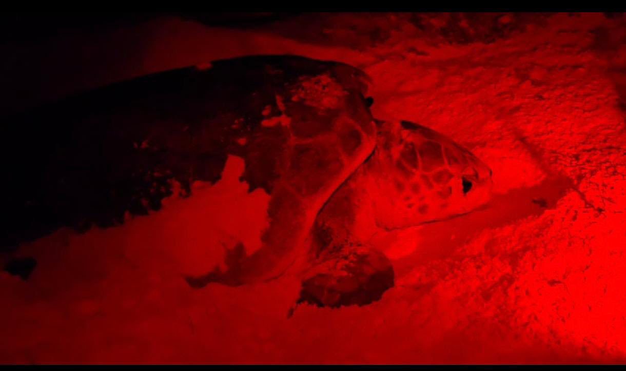Más de 100 crías de tortuga liberadas en Cozumel