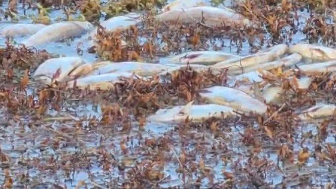 Reportan muerte masiva de peces a causa del sargazo en la Grand Costa Maya, Quintana Roo.