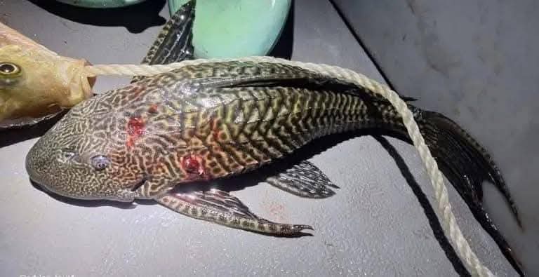 🚨 ¡ALERTA EN BACALAR! El temido pez diablo invade la laguna de los siete colores