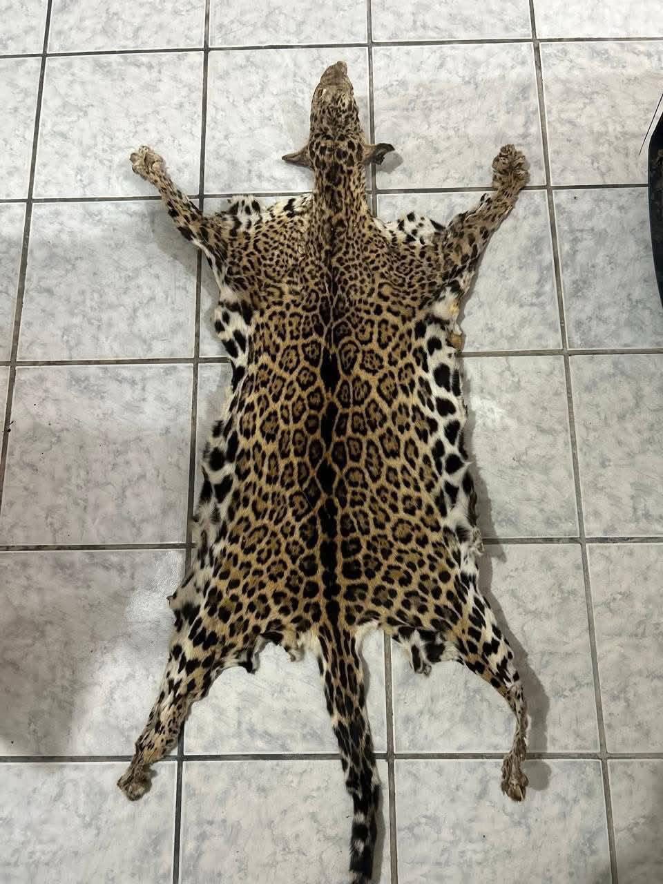 Detienen a mujer que vendía piel de jaguar en Facebook de Belice.