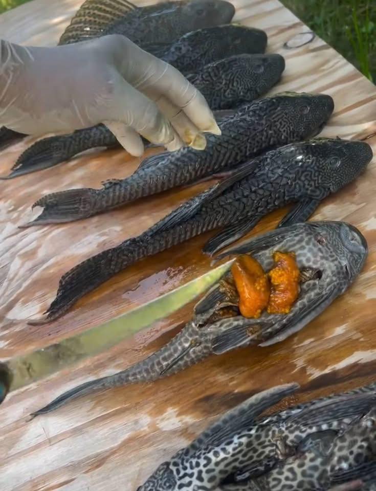En peligro la biodiversidad de la Laguna Bacalar, pez diablo comenzó su invasión mediante reproducción.