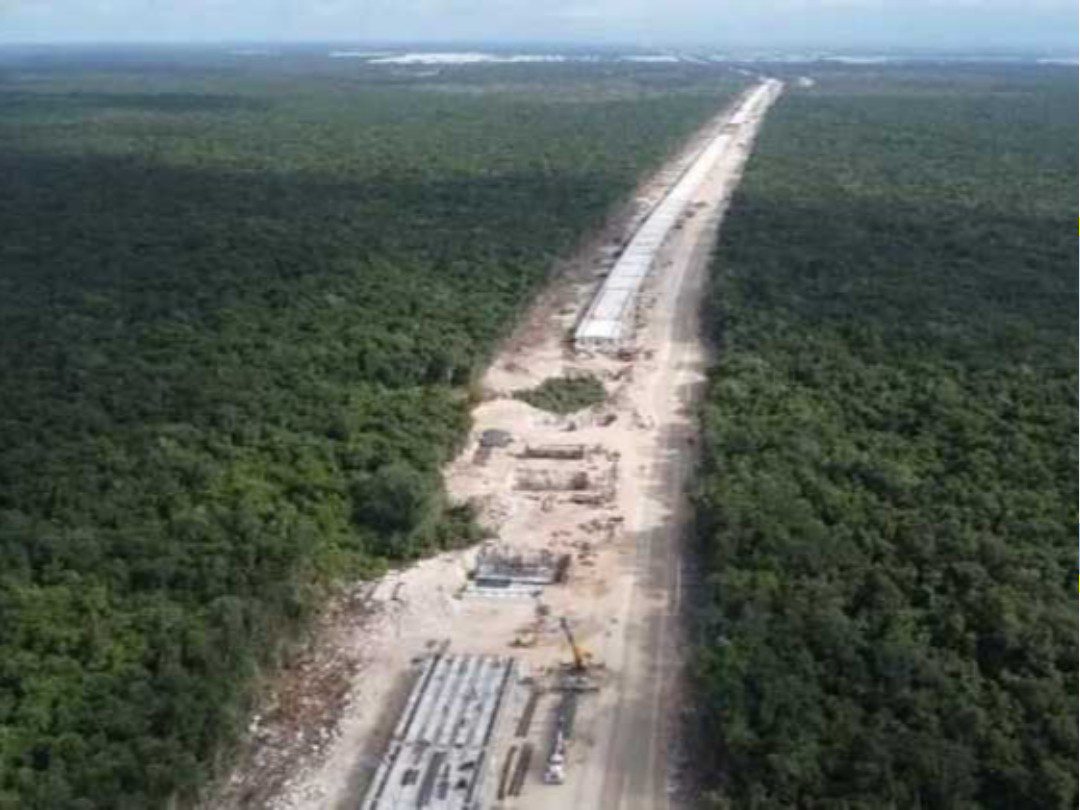 Reforestan con mangle rojo, caoba, cedro y ciricote las hectáreas afectadas por los rieles del Tren Maya