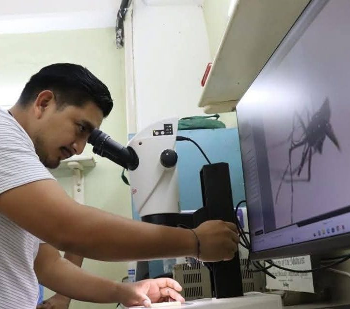 En la UADY detectan nueva variante de mosco “asiático” transmisor de dengue, zika y chikunguya.