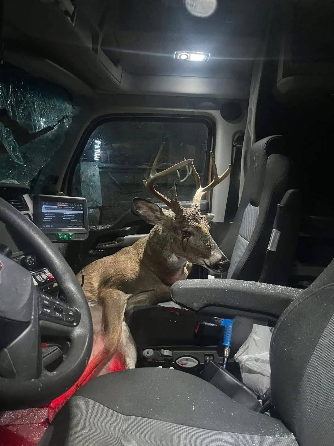 🇲🇽| 🔴 #Venado termina dentro de la #cabina de un #tráiler en la autopista de #Coahuila