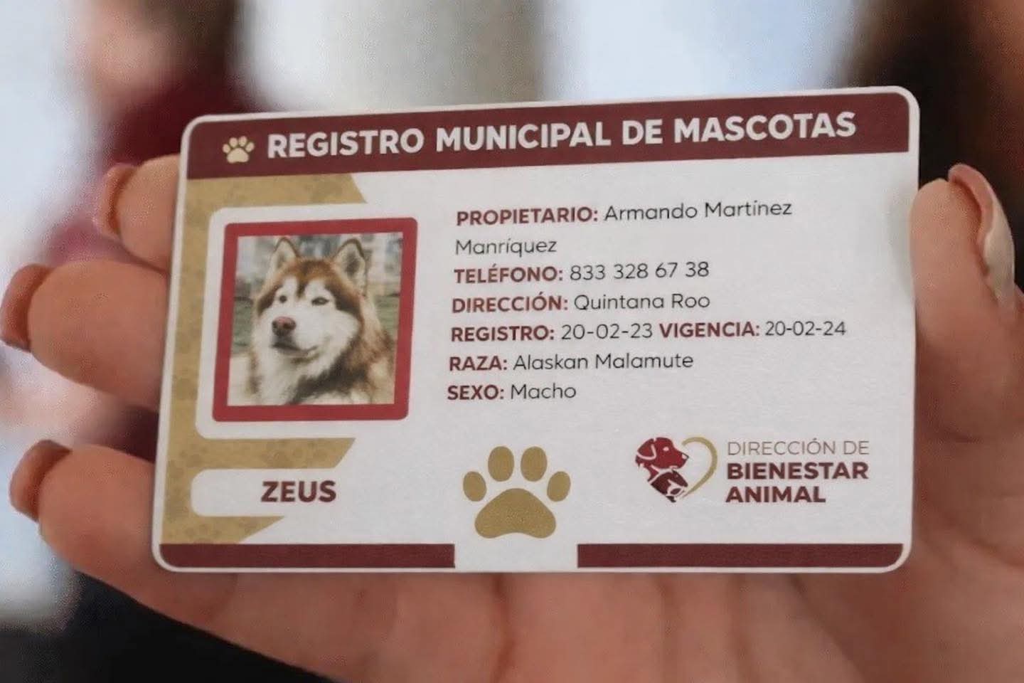 QUINTANA ROO PONE ORDEN: MUNICIPIOS TENDRÁN 1 AÑO PARA CREAR REGISTRO CANINO 🐾📋