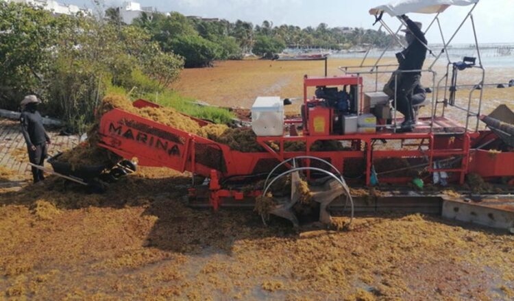 Sargazo a lo alto… mas11 mil toneladas más recolectadas en las costas de Quintana Roo en 15 días
