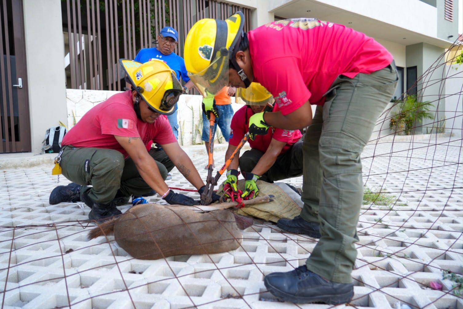 Bomberos de Cozumel rescatan y reubican ejemplar de venado cola blanca