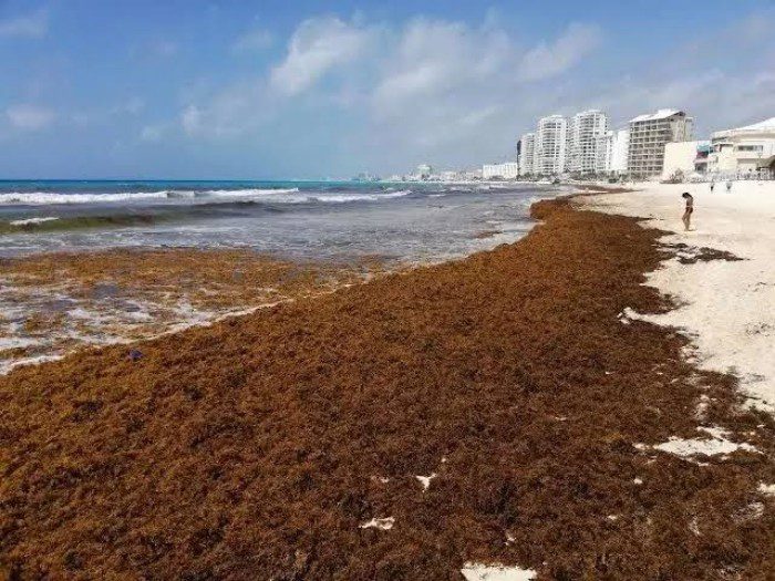 Alcanza en agosto el doble de sargazo recolectado en todo el 2025