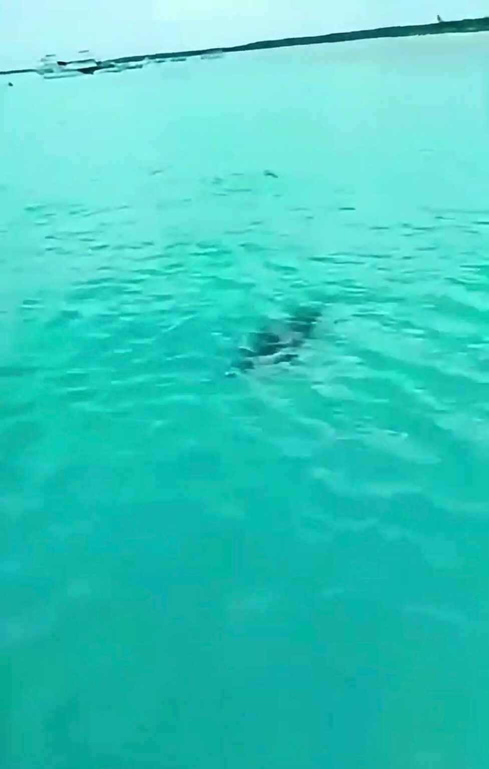 Cocodrilo sorprende a turistas en El Cielo Cozumel